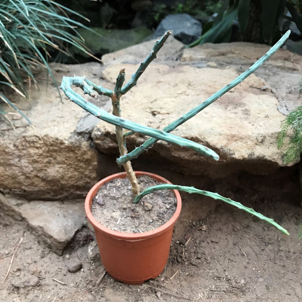  Euphorbia Septentrionalis Cactus Plant