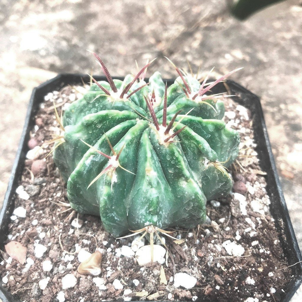  Ferocactus Macrodiscus Cactus Plant