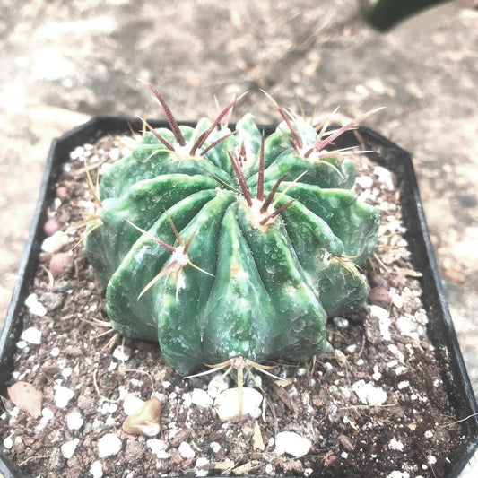  Ferocactus Macrodiscus Cactus Plant