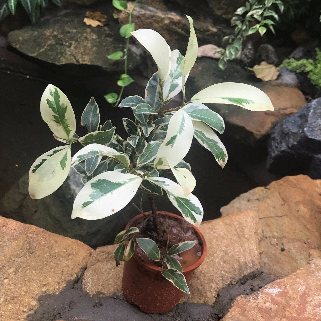 Ficus Benjamina Starlight Plant