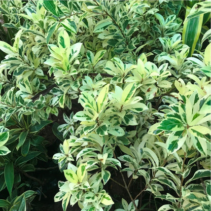  Ficus Benjamina Starlight Plant