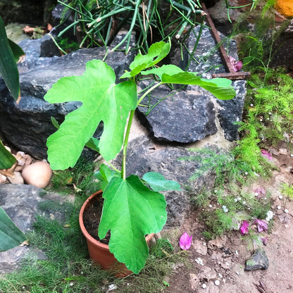  Fig Deanna Tissue Culture Anjeer Plant