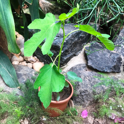  Fig Deanna Tissue Culture Anjeer Plant