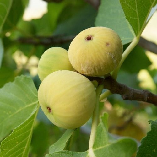  Fig Deanna Tissue Culture Anjeer Plant