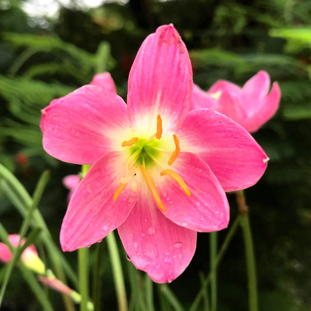  Rain Lily 'Firefly' (Bulbs)