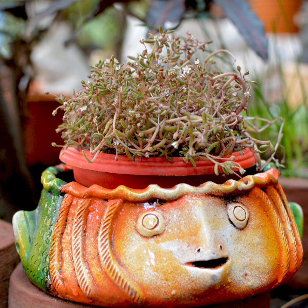  Terracotta Fish Planter