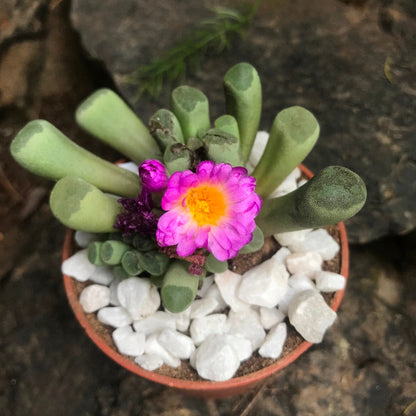  Frithia Pulchra Succulent Plant