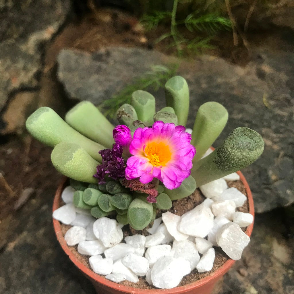  Frithia Pulchra Succulent Plant