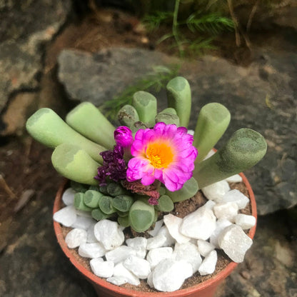  Frithia Pulchra Succulent Plant