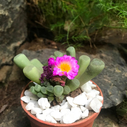  Frithia Pulchra Succulent Plant