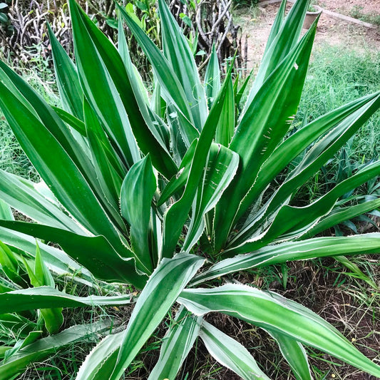  Furcraea Gigantea Striata Cactus Plant