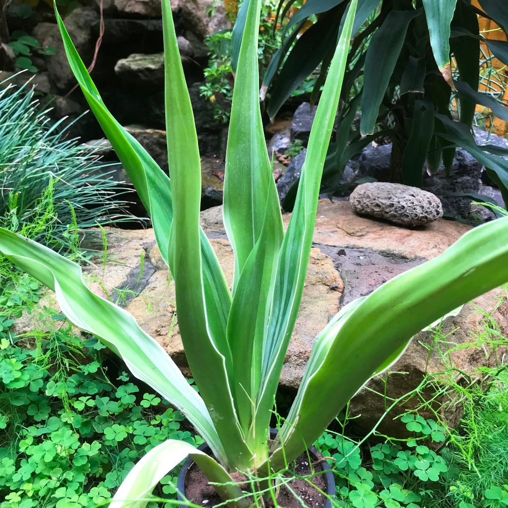  Furcraea Gigantea Striata Cactus Plant