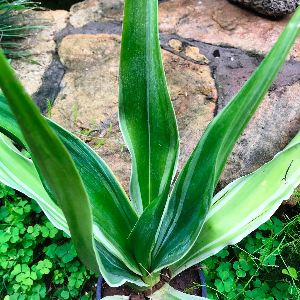  Furcraea Gigantea Striata Cactus Plant