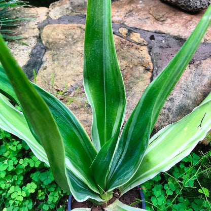  Furcraea Gigantea Striata Cactus Plant