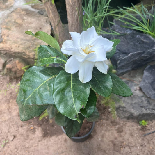  Gardenia Jasminoides Plant