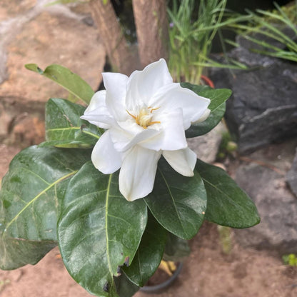 Gardenia Jasminoides Plant