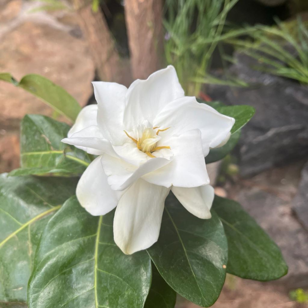  Gardenia Jasminoides Plant