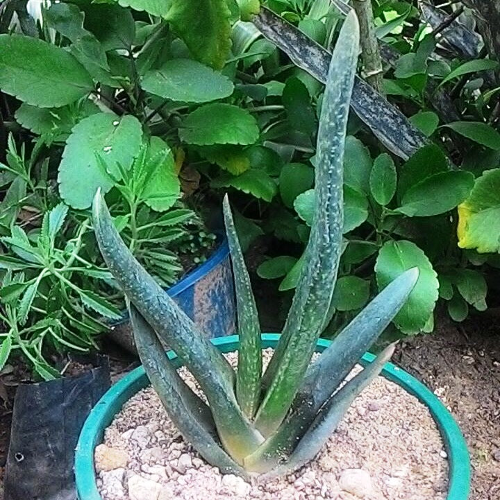  Gasteria Pulchra Succulent Plant