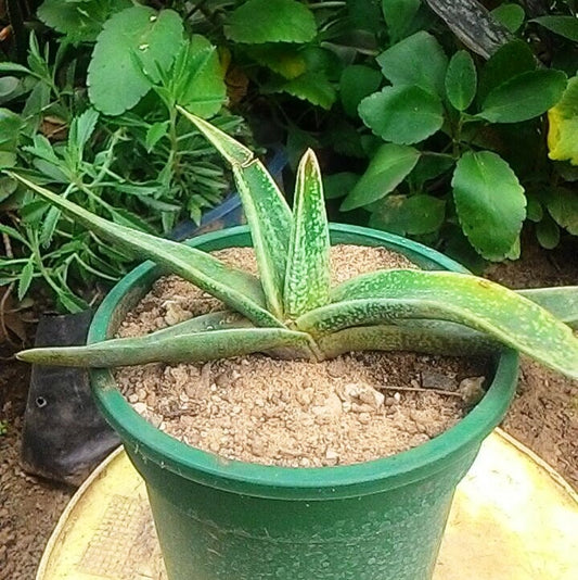  Gasteria Verrucosa Succulent Plant