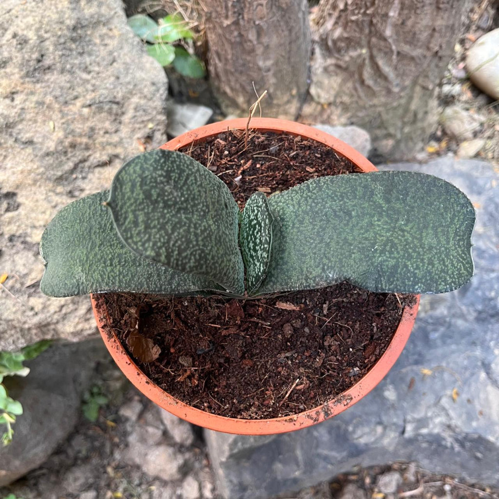  Gasteria Armstrongii Succulent Plant