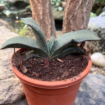  Gasteria Armstrongii Succulent Plant
