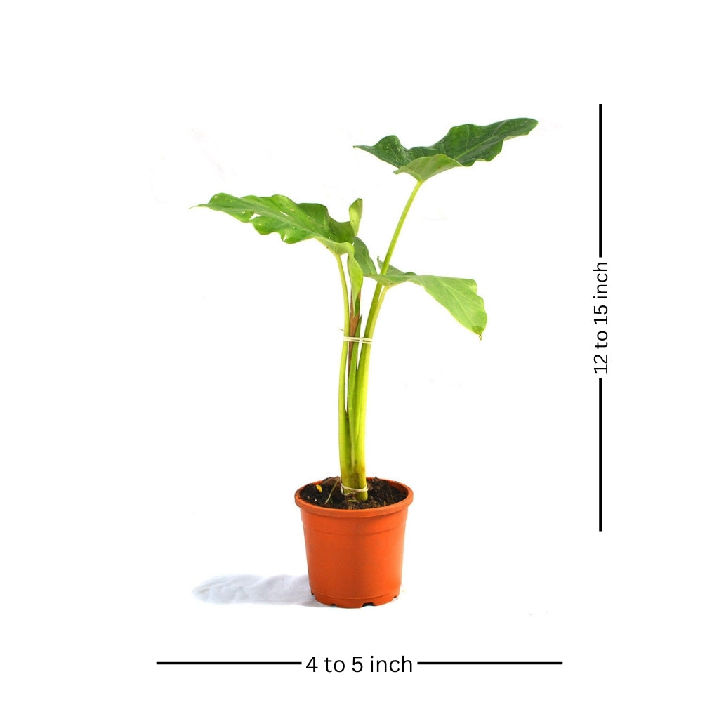  Alocasia Macrorrhizos Giant Taro Plant