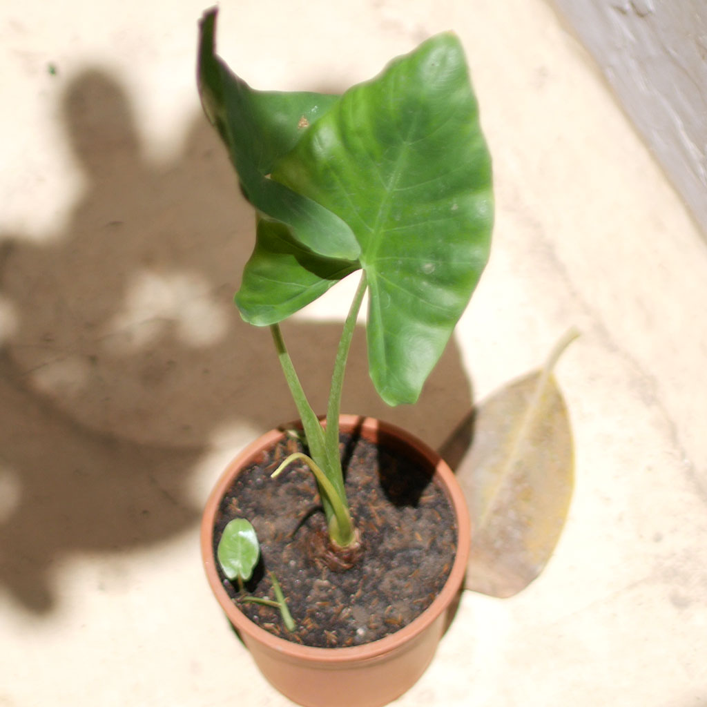  Alocasia Macrorrhizos Giant Taro Plant