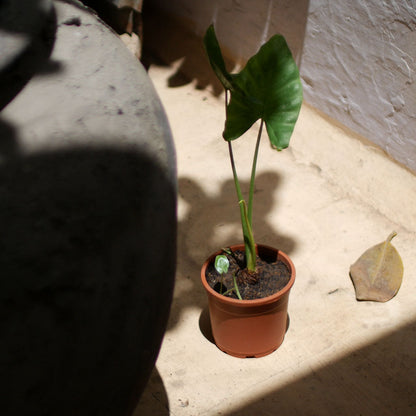  Alocasia Macrorrhizos Giant Taro Plant