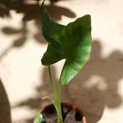  Alocasia Macrorrhizos Giant Taro Plant