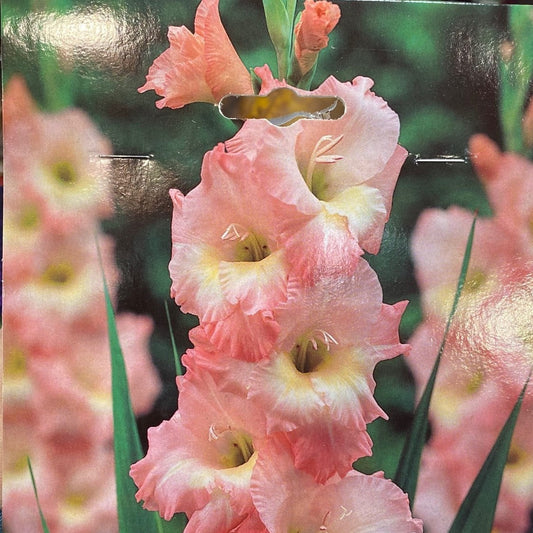  Gladiolus ‘Friendship’ Bulbs