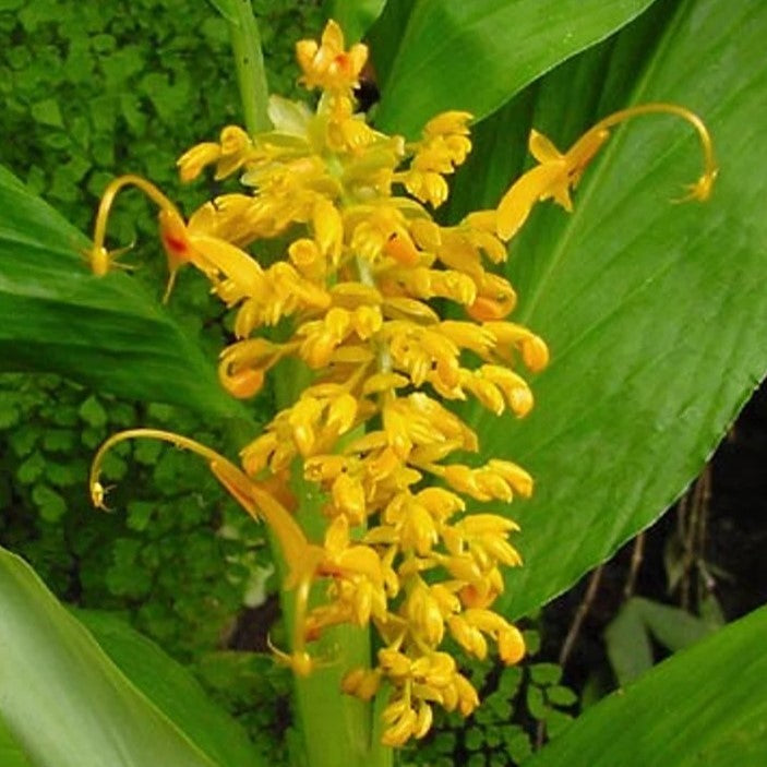  Globba Schomburgkii (Bulbs)