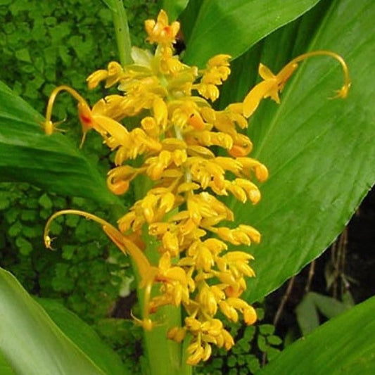  Globba Schomburgkii (Bulbs)
