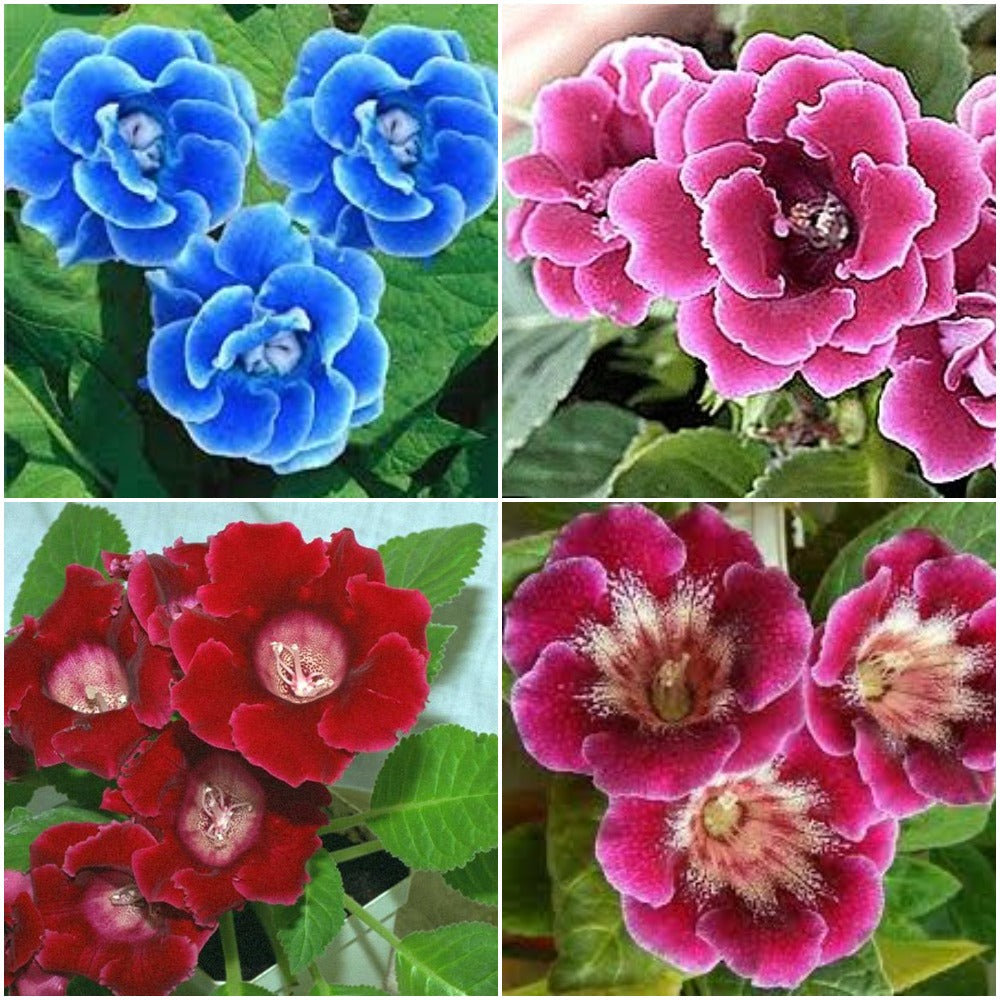  Gloxinia Multiflora (Mix Bulbs)