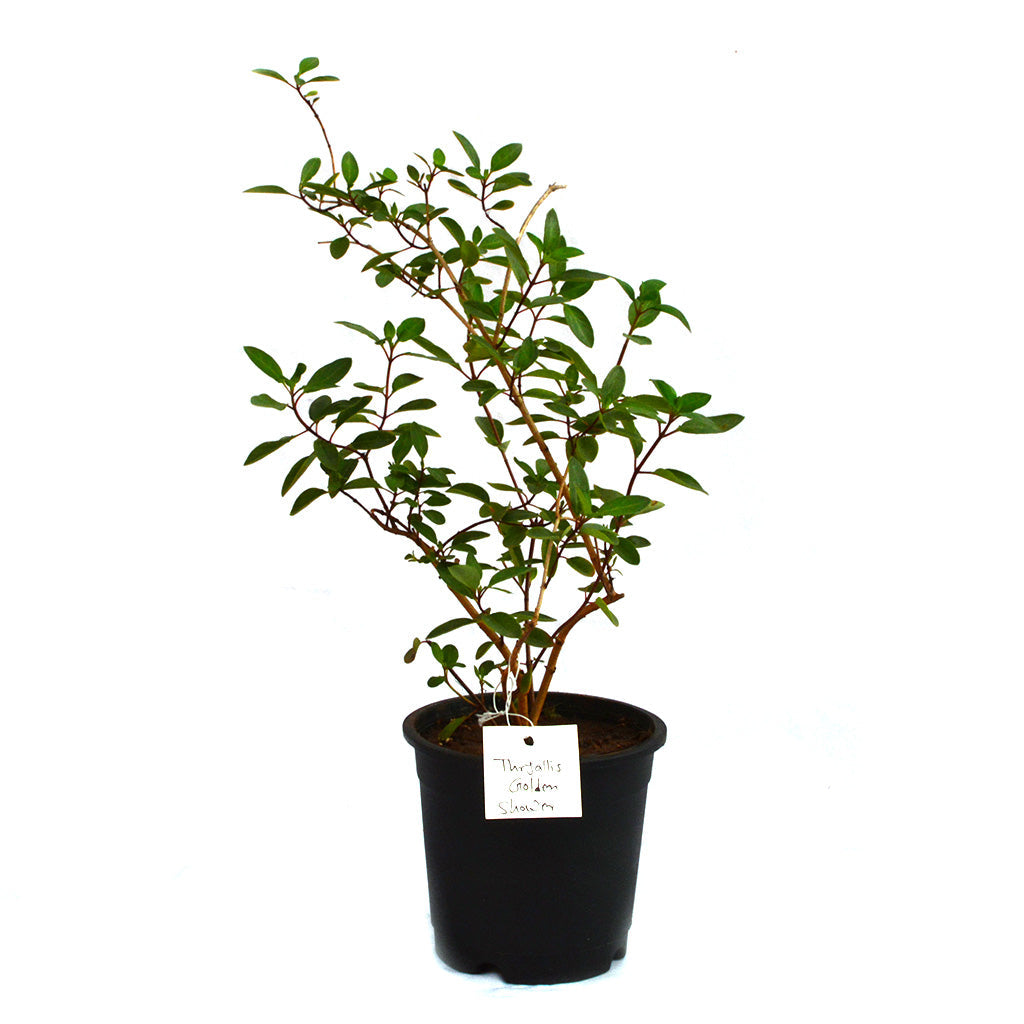  Thryallis Golden Shower Plant