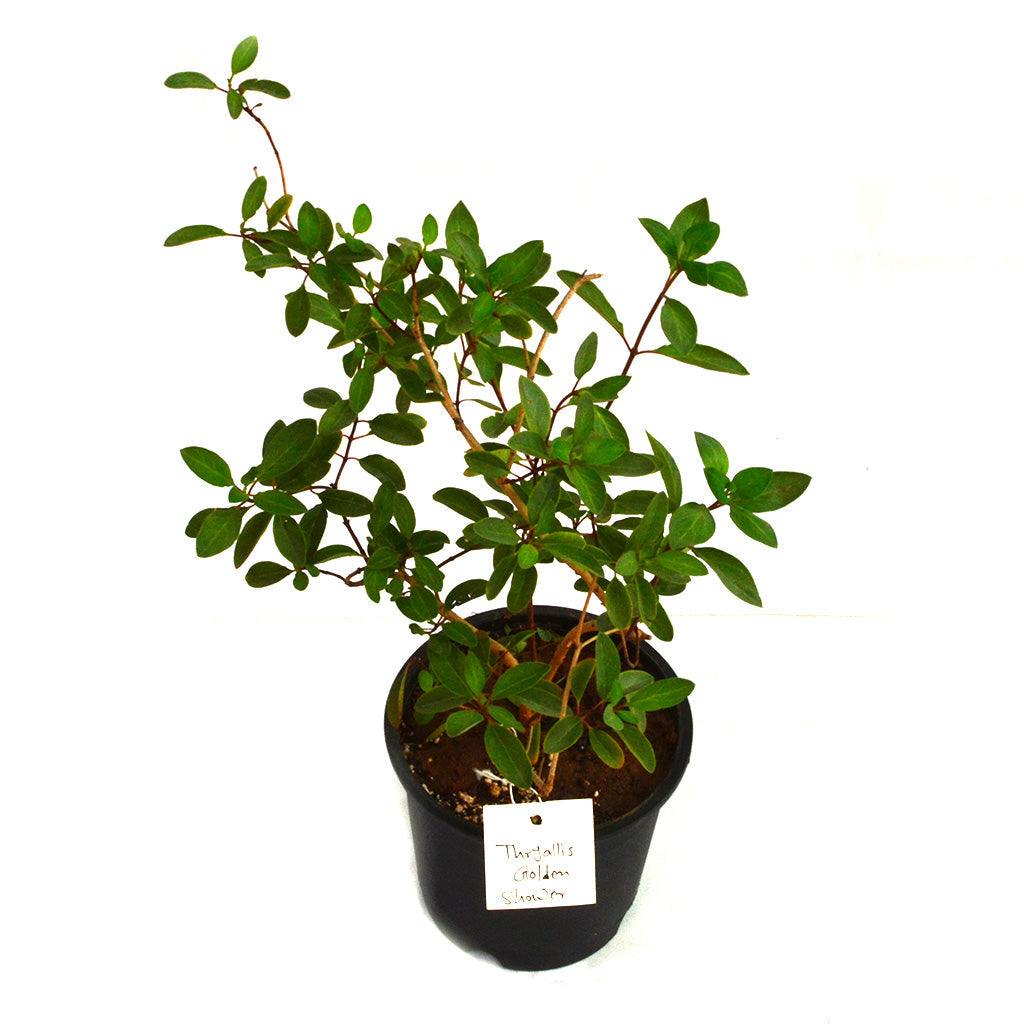  Thryallis Golden Shower Plant