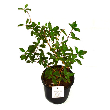  Thryallis Golden Shower Plant