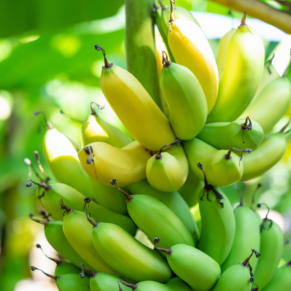  Grand Nain Banana Tissue Culture Plant