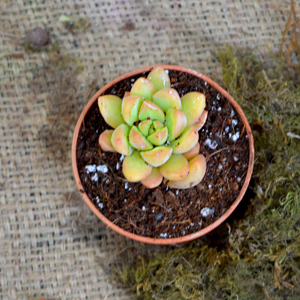  Graptosedum Cesar Succulent Plant