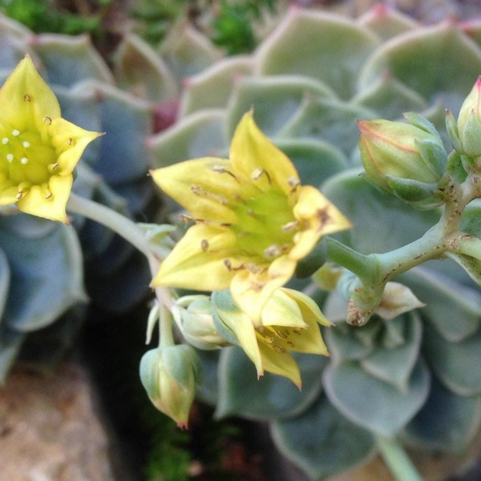  Graptoveria Titubans Succulent Plant