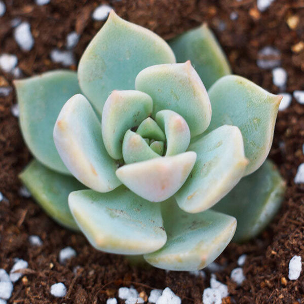  Graptoveria Titubans Succulent Plant