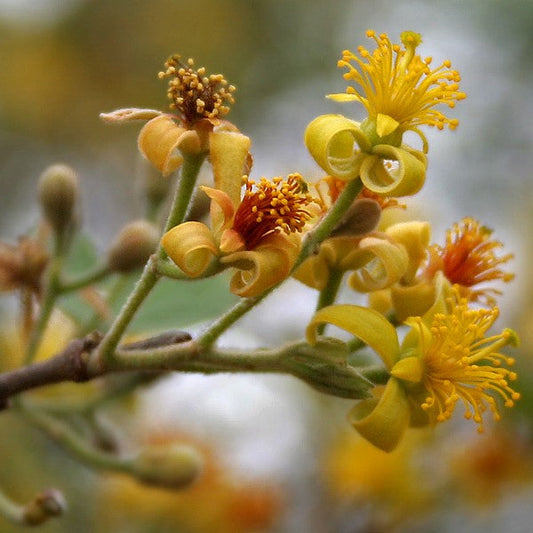  Grewia Asiatica Phalsa Plant