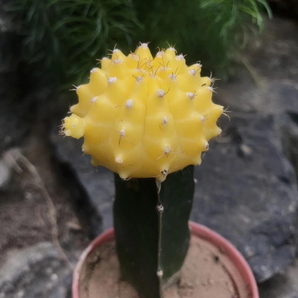  Grafted Yellow Moon Cactus Plant