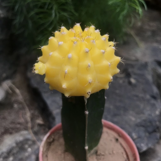  Grafted Yellow Moon Cactus Plant