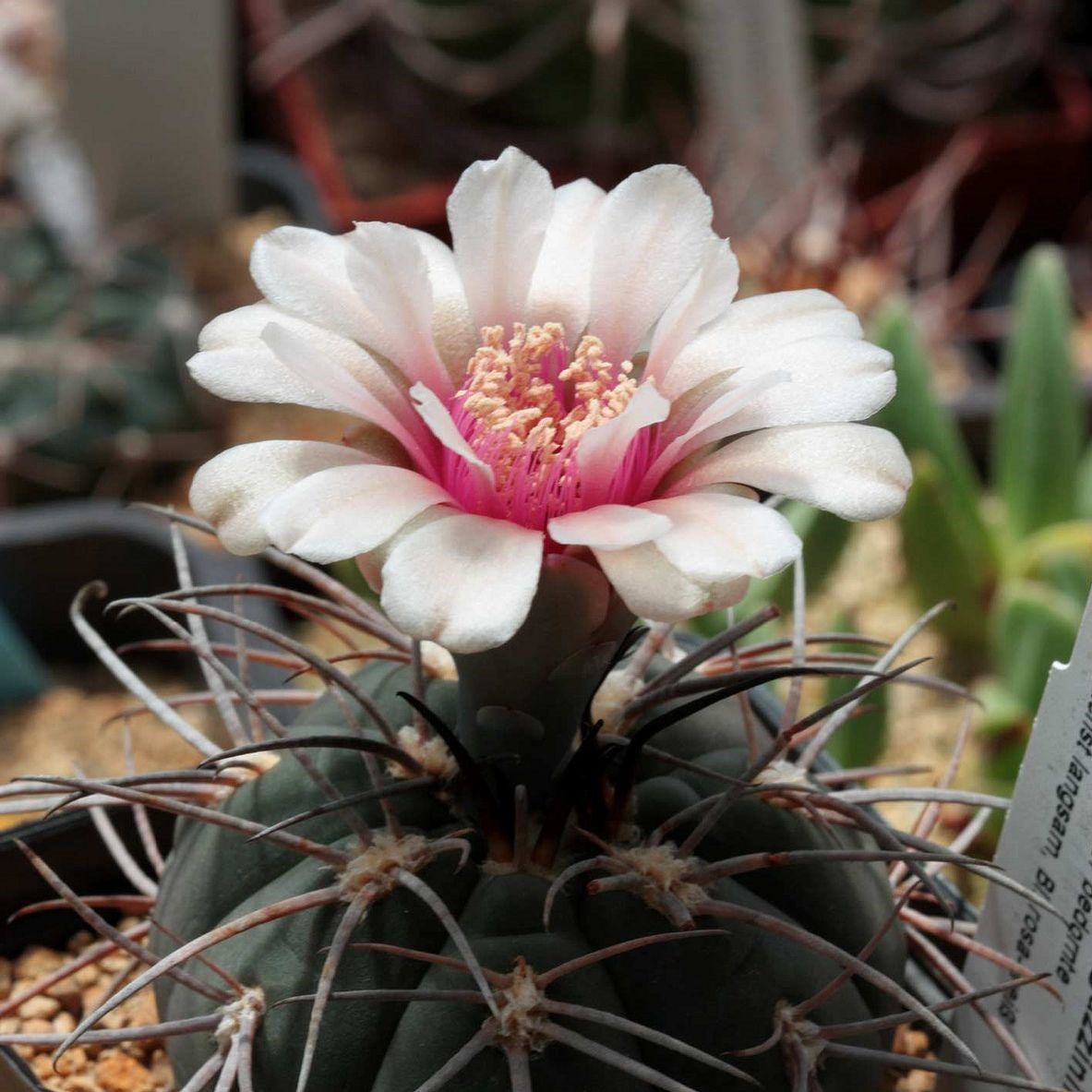  Gymnocalycium Spegazzinii Cactus Plant