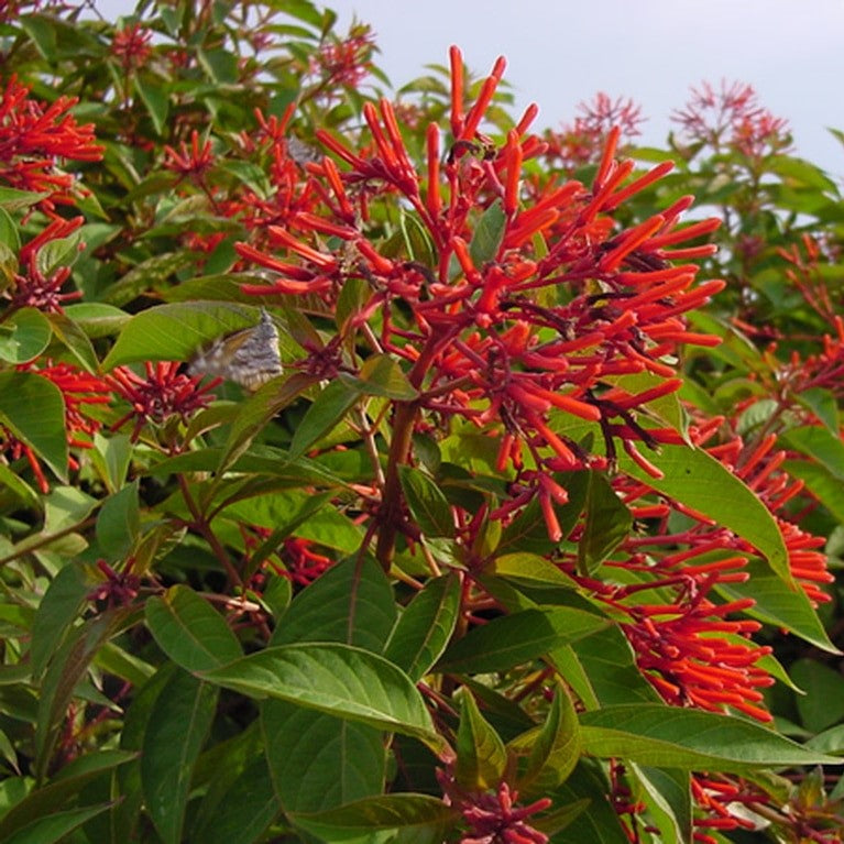  Hamelia Hummingbird Bush Plant