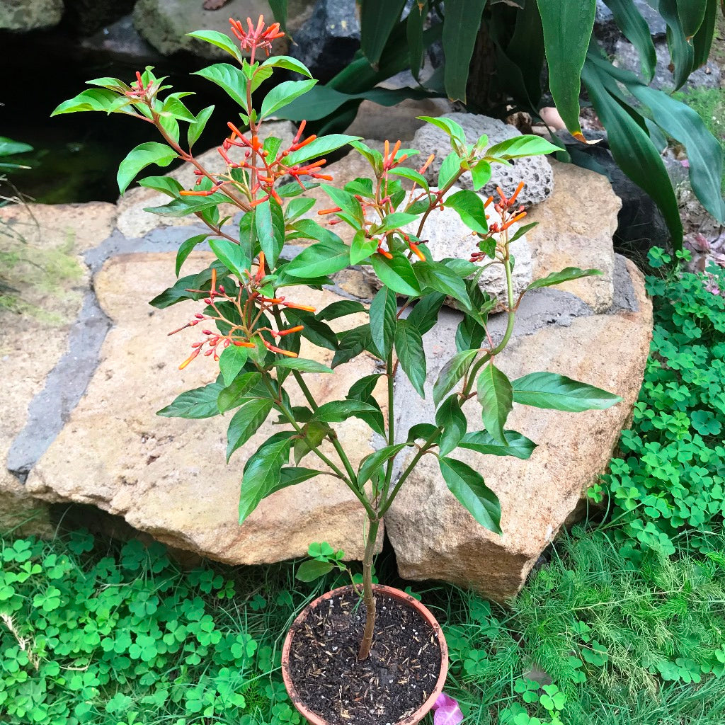  Hamelia Hummingbird Bush Plant