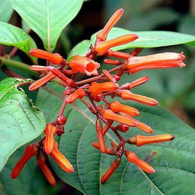 Hamelia Hummingbird Bush Plant