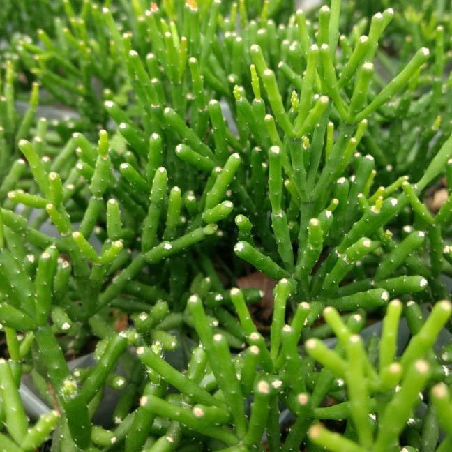  Hatiora Salicornioides Dancing Bones Succulent Plant