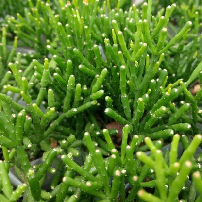  Hatiora Salicornioides Dancing Bones Succulent Plant