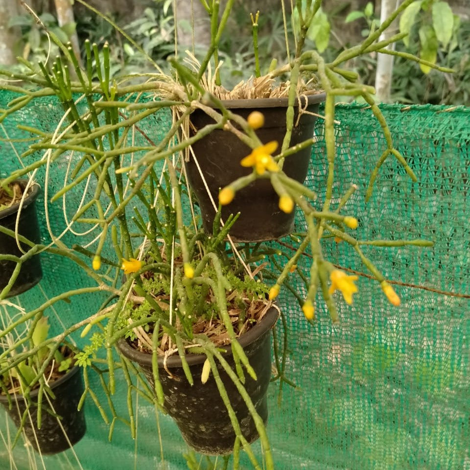  Hatiora Salicornioides Dancing Bones Succulent Plant